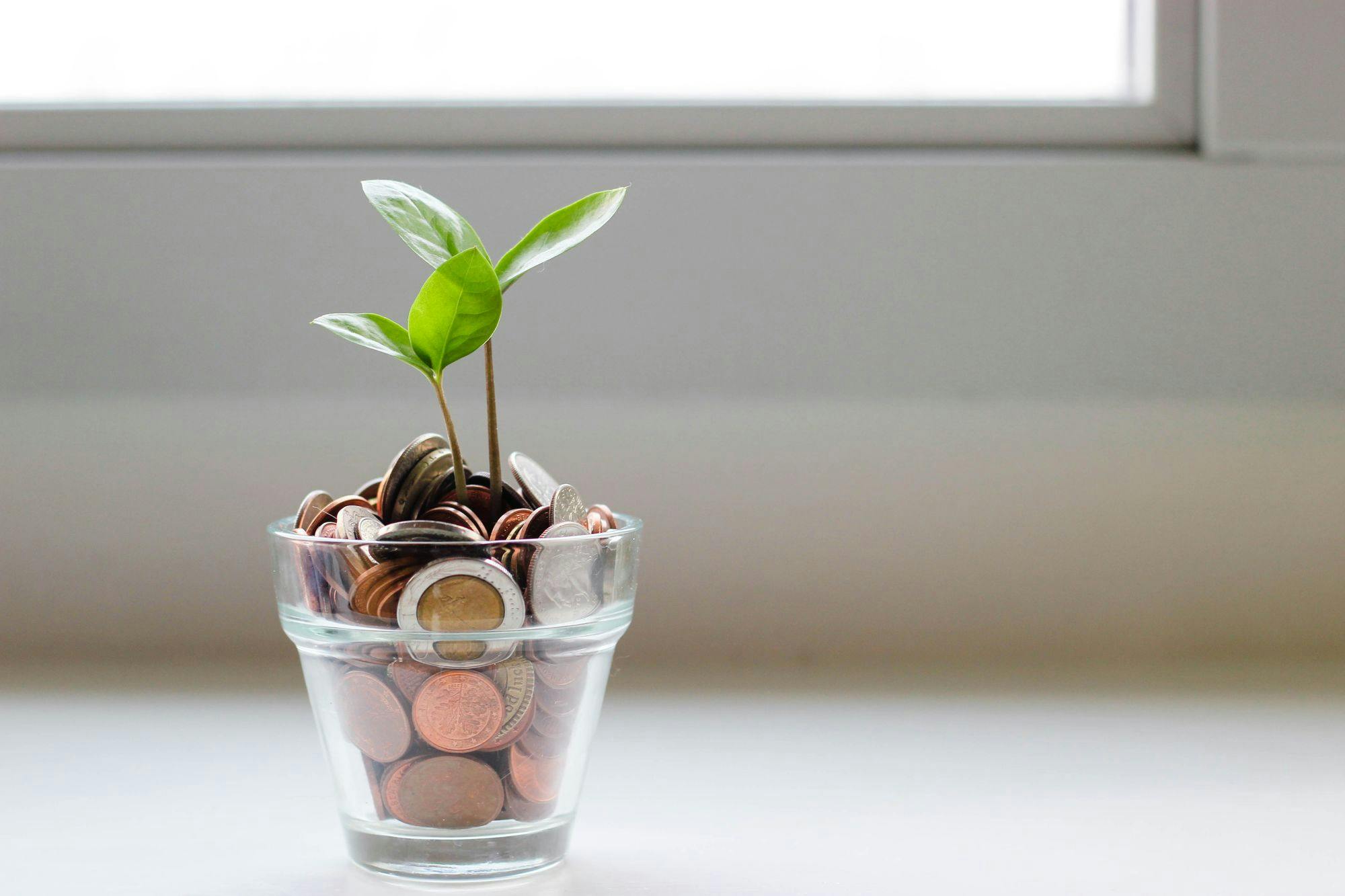 plant life on a budget hero